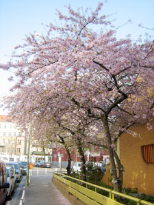 Cerisier sauvage en fleur