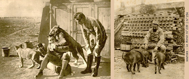 Maskottchen im Krieg