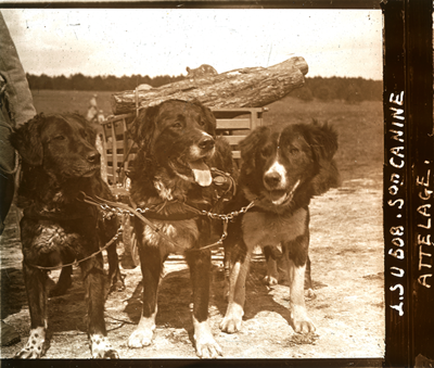 Hunde im Krieg - Wenn Tiere helfen und Leben retten - Wie funktioniert es ohne Internet und ohne Autos Hunde im Krieg