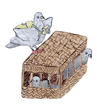 Pigeons voyageurs.