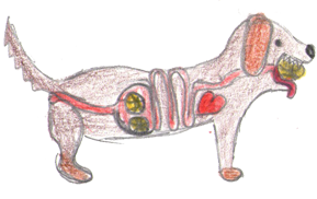 chien avec trois balles de tennis dans l'estomac